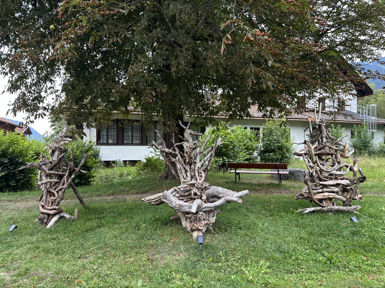 Äste und Wurzel auf der Pirsch